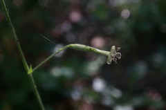 Silene viridiflora