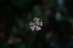 Silene viridiflora
