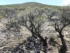 Parthenium argentatum