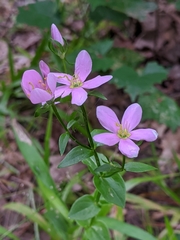 Sabatia angularis