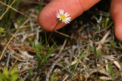 Erigeron hyssopifolius