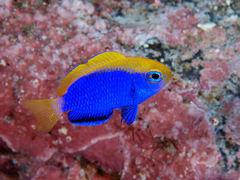 Starck's Damselfish photo 2
