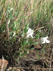 Mandevilla macrosiphon