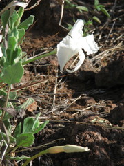 Mandevilla macrosiphon