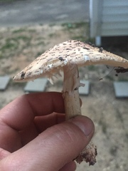Amanita rubescens