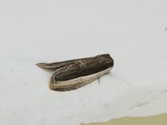 Truncaptera truncata