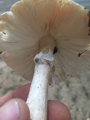 Amanita rubescens