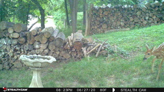 Odocoileus virginianus