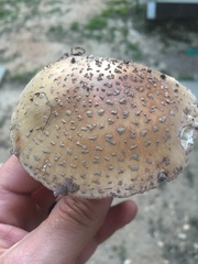 Amanita rubescens