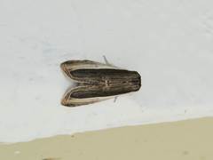 Truncaptera truncata