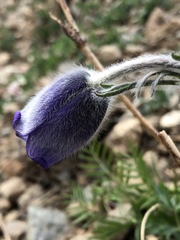 Pulsatilla ambigua