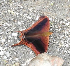 Marpesia zerynthia