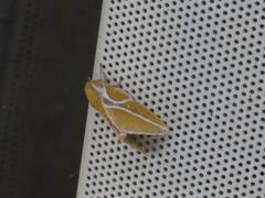 Syssphinx albolineata