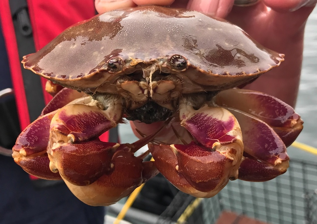 Graceful Rock Crab (Metacarcinus gracilis) · iNaturalist