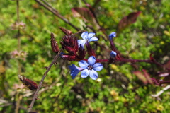 Plumbago caerulea