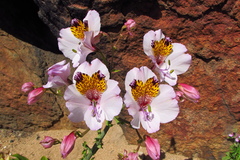 Alstroemeria magnifica
