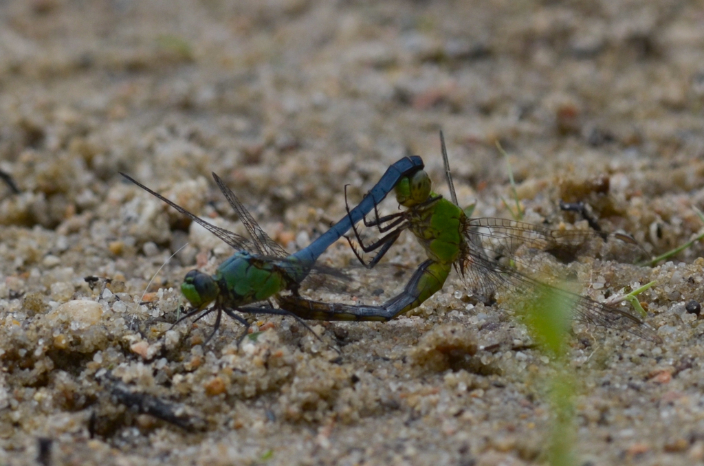 Eastern Pondhawk from Falmouth, MA, USA on June 27, 2020 at 12:36 PM by ...
