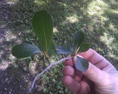 Crataegus berberifolia