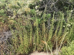 Pseudognaphalium ramosissimum