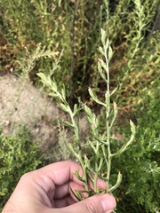 Pseudognaphalium ramosissimum