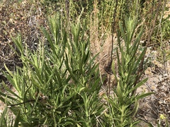 Pseudognaphalium ramosissimum