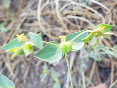 Tithymalus