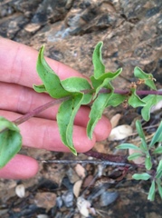 Penstemon azureus
