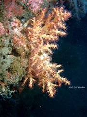 Chironephthya