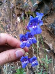 Penstemon azureus