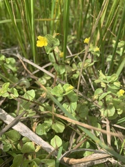 Erythranthe glabrata