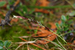 Carex richardsonii