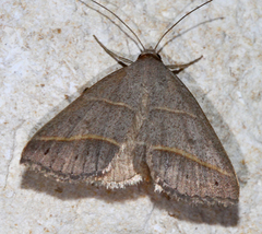 Hemeroplanis parallela