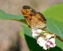 Phyciodes batesii