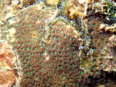 Leptastrea