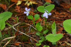 Viola labradorica