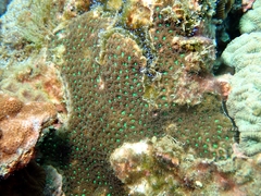 Leptastrea