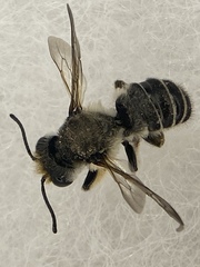 Megachile pugnata