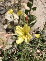 Oenothera elata hirsutissima