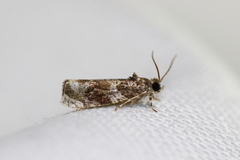 Olethreutes appendiceum