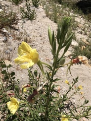 Oenothera elata hirsutissima