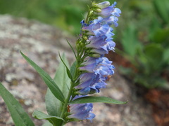 Penstemon glaber