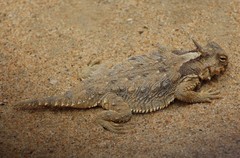 Phrynosoma cerroense