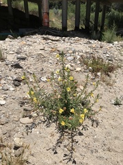 Oenothera elata hirsutissima