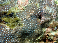 Leptastrea
