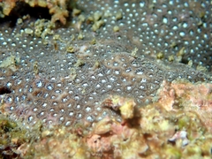 Leptastrea