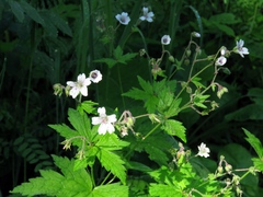 Geranium krylovii