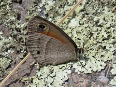 Cissia rubricata smithorum