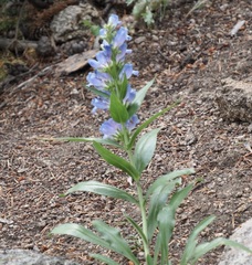 Penstemon glaber