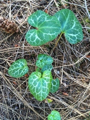 Asarum hartwegii