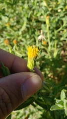 Heterotheca oregona